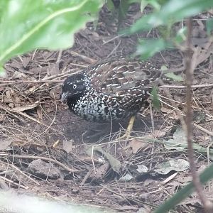 Black-breasted Buttonquail