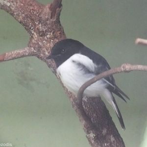Hooded Robin