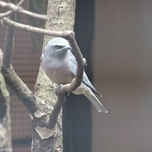 White-browed Woodswallow