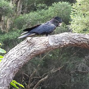 Red-tailed Black Cockatoo in Bird Show