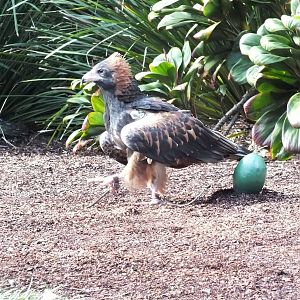 Black-breasted Eagle with Fake Emu Egg Demonstration in the Bird Show