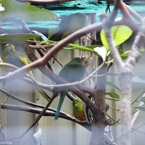 Orange-bellied Parrots