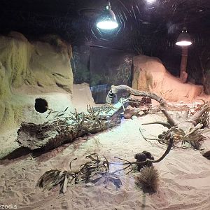 Perentie Enclosure