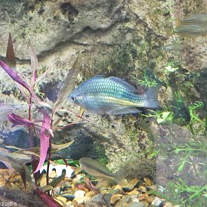 Four Rainbowfish Species