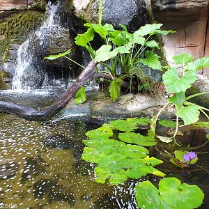 Top of Lungfish Enclosure