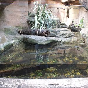 Merten's Water Monitor Enclosure