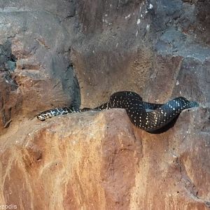 Broad-headed Snake