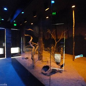 Ghost Bat and Bilby Enclosure