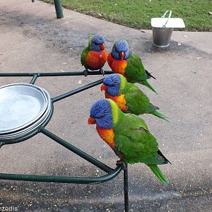 Wild Lorikeet Feeding