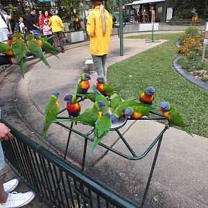 Wild Lorikeet Feeding