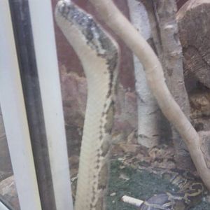 Skopje zoo walk June 29th, 2016, on a hot and humid day