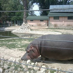 Skopje zoo walk June 29th, 2016, on a hot and humid day