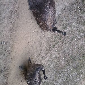 Skopje zoo walk June 29th, 2016, on a hot and humid day