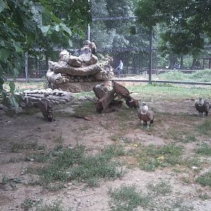 Skopje zoo walk June 29th, 2016, on a hot and humid day