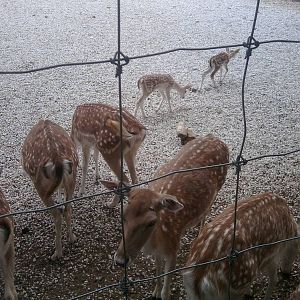 Skopje zoo walk June 29th, 2016, on a hot and humid day
