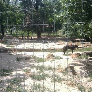 Skopje zoo walk June 29th, 2016, on a hot and humid day