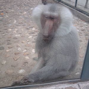 Skopje zoo walk June 29th, 2016, on a hot and humid day