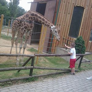 Skopje zoo walk June 29th, 2016, on a hot and humid day