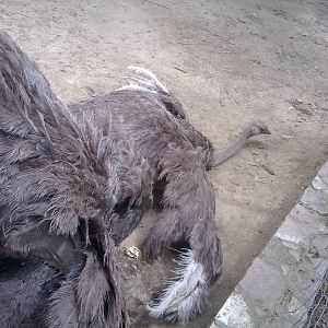 Skopje zoo walk June 29th, 2016, on a hot and humid day