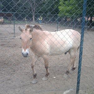 Skopje zoo walk June 29th, 2016, on a hot and humid day