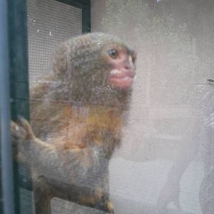 Skopje zoo walk June 29th, 2016, on a hot and humid day