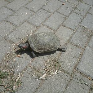Skopje zoo walk June 29th, 2016, on a hot and humid day