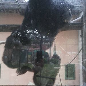 Skopje zoo walk June 29th, 2016, on a hot and humid day