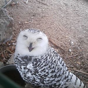 Skopje zoo walk June 29th, 2016, on a hot and humid day