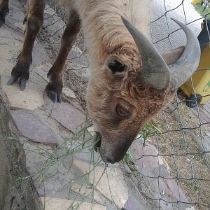 Skopje zoo walk June 29th, 2016, on a hot and humid day