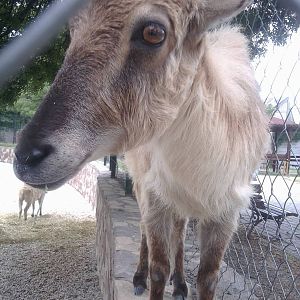 Skopje zoo walk June 29th, 2016, on a hot and humid day