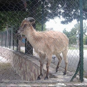Skopje zoo walk June 29th, 2016, on a hot and humid day