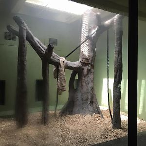 Newly Renovated Orangutan Forest