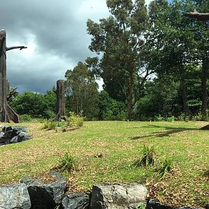 Newly Renovated Orangutan Forest