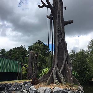 Newly Renovated Orangutan Forest