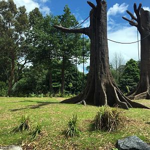 Newly Renovated Orangutan Forest