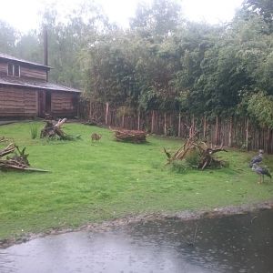 Muntjac and Screamers