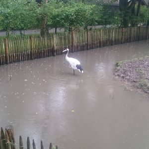 Red-crowned crane