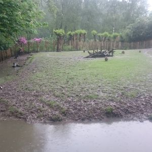 Red-crowned crane - Sitatounga and Wallaby enclosure