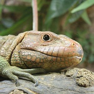 Caiman lizard