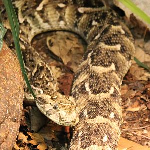 Puff adder