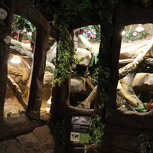 Enclosure Caiman lizard