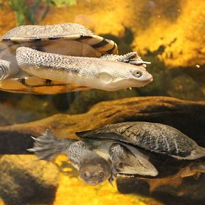 Common snake-necked turtles