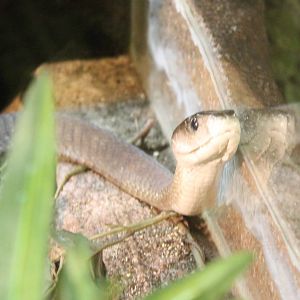Black mamba
