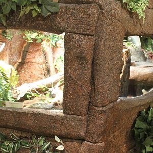 Enclosure Black mamba