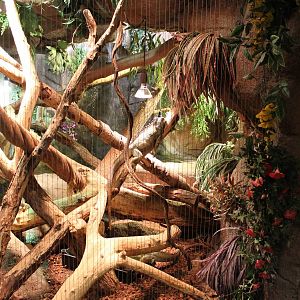 Enclosure Green iguana