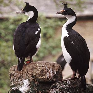 King cormorants at the old Birdland 1973