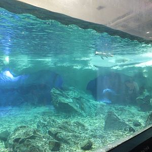Penguin Pool Underwater Viewing