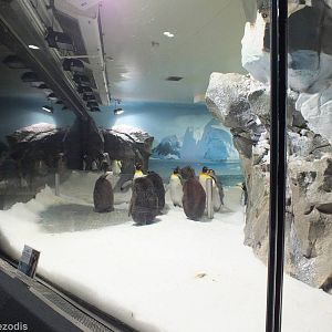 Penguin Enclosure