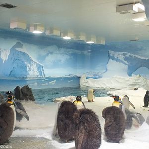 Penguin Enclosure