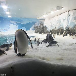 Penguin Enclosure